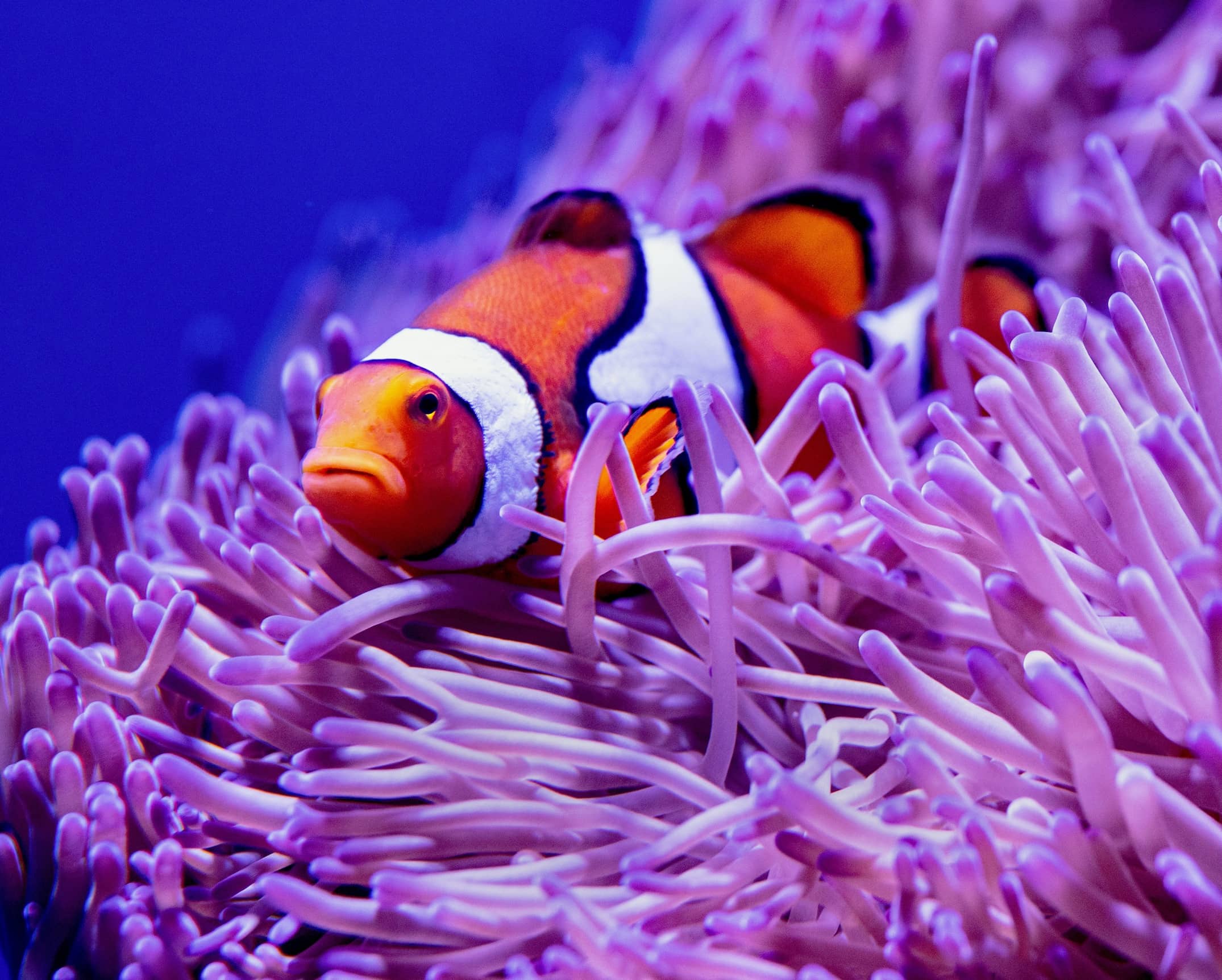 Clownfish by David Clode via Unsplash